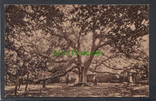 Load image into Gallery viewer, Nature Postcard - Giant Walnut Tree - Mo’s Postcards 
