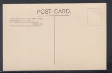 Load image into Gallery viewer, Nature Postcard - Giant Walnut Tree - Mo’s Postcards 
