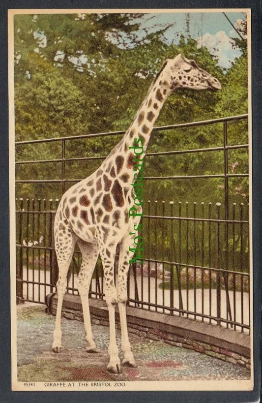 Animals Postcard - Giraffe at The Bristol Zoo - Mo’s Postcards 