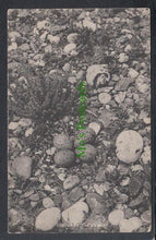 Load image into Gallery viewer, Animals Postcard - Birds - Oyster Catcher&#39;s Nest, 1924 - Mo’s Postcards 
