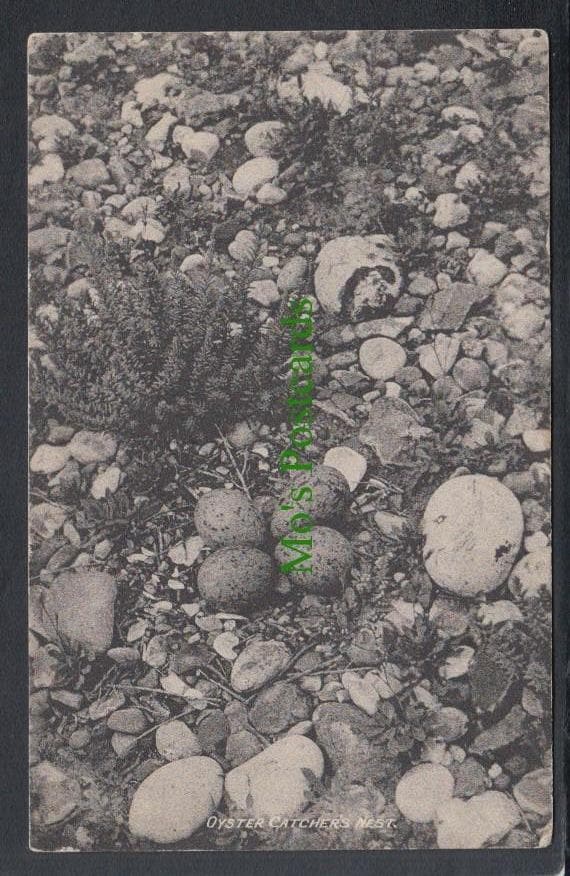 Animals Postcard - Birds - Oyster Catcher's Nest, 1924 - Mo’s Postcards 