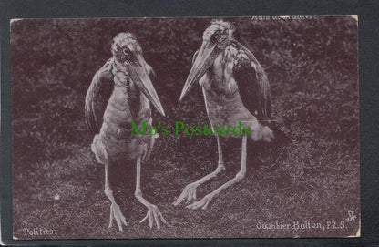 Animals Postcard - Two Birds - Politics - Gambier - Mo’s Postcards 
