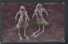 Load image into Gallery viewer, Animals Postcard - Two Birds - Politics - Gambier - Mo’s Postcards 
