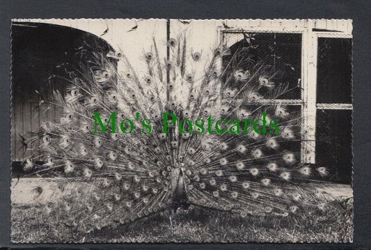 Peacock, London Zoo
