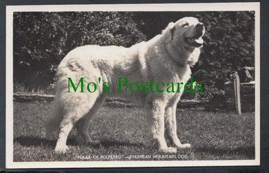 Dogs - Pyrenean Mountain Dog