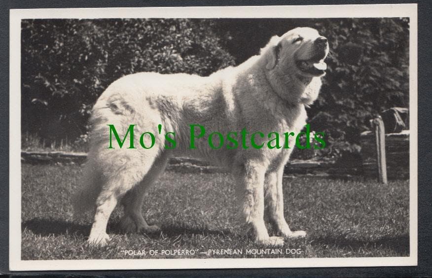 Dogs - Pyrenean Mountain Dog
