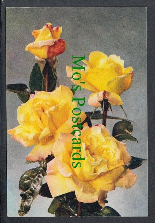 Nature Postcard - Flowers - Rose "Peace"