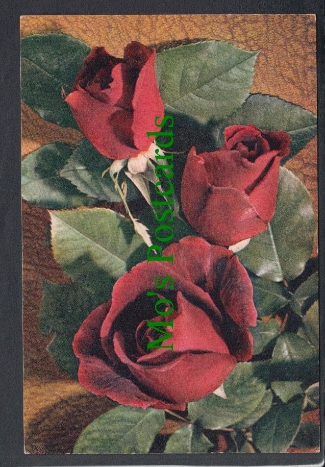Nature Postcard - Flowers - Hybrid Tea Rose