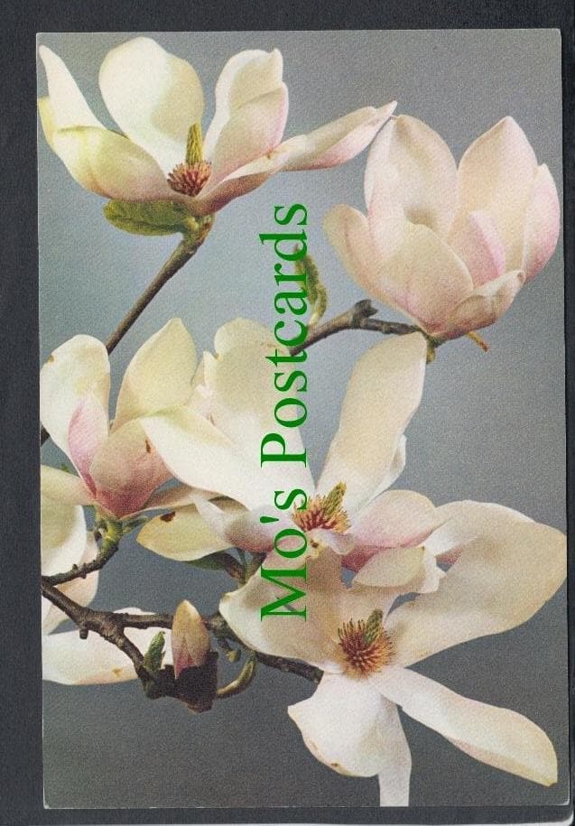Nature Postcard - Flowers - Magnolia