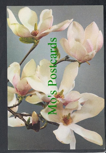 Nature Postcard - Flowers - Magnolia
