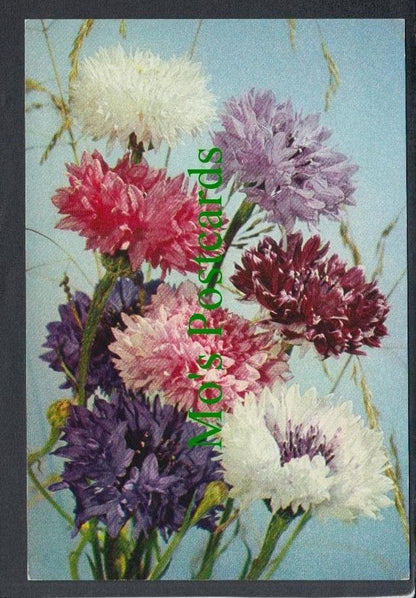 Nature Postcard - Flowers - Cornflower