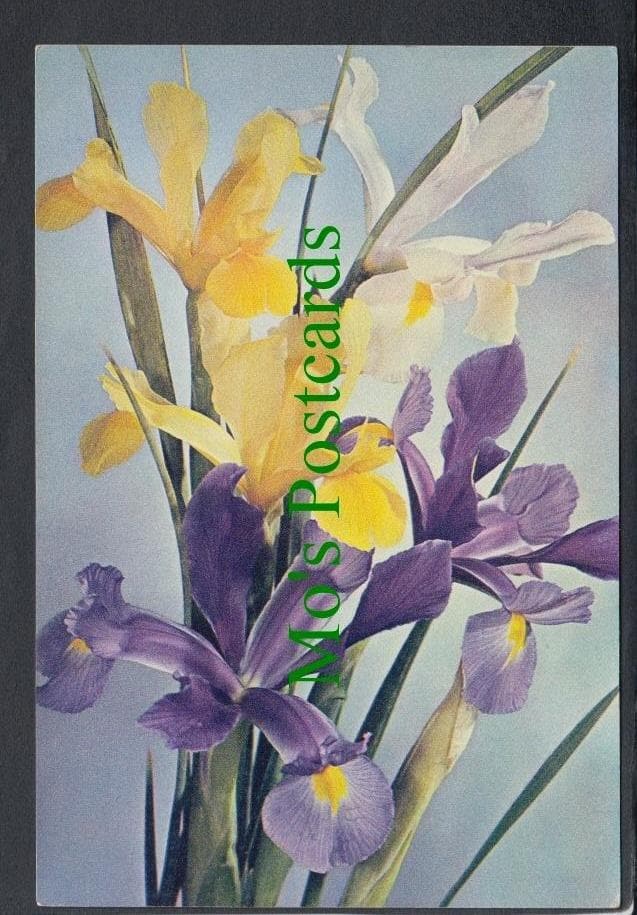 Nature Postcard - Flowers - Spanish Iris