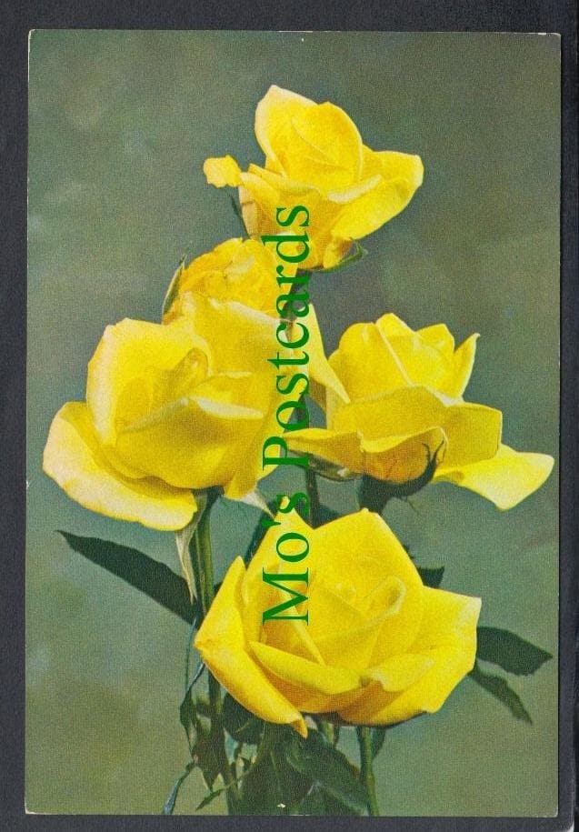 Nature Postcard - Flowers - Rose "Golden Rapture"