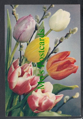 Nature Postcard - Flowers - Flowering Tulips