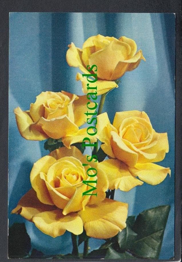 Nature Postcard - Flowers - Rose "Dr A.J.Verhage"