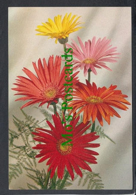 Nature Postcard - Flowers - Barberton Daisy