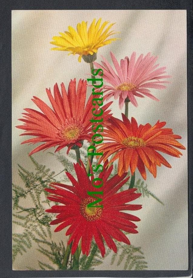 Nature Postcard - Flowers - Barberton Daisy