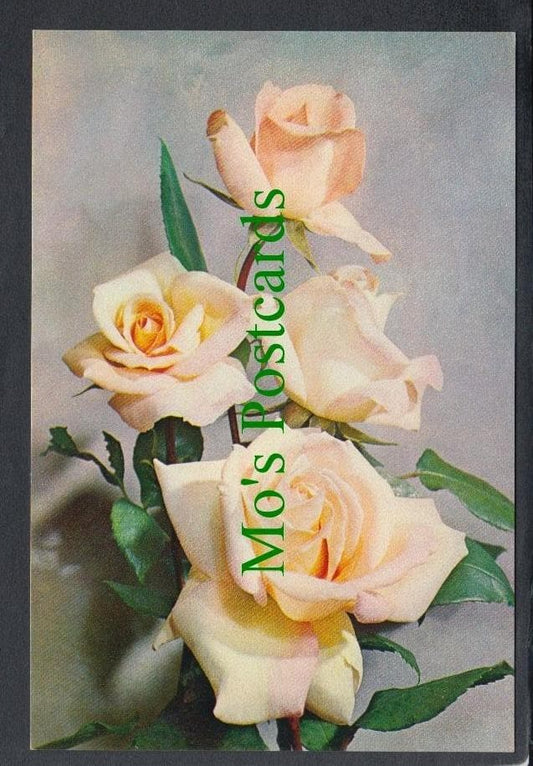 Nature Postcard - Flowers - Rose 'Michele Meilland'