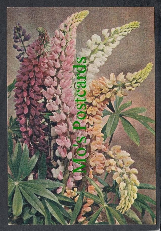 Nature Postcard - Flowers - Lupins