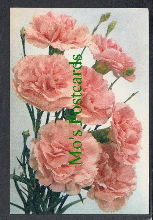 Nature Postcard - Flowers - Carnation