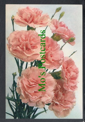 Nature Postcard - Flowers - Carnation