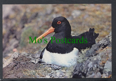 Birds Postcard - Oystercatcher