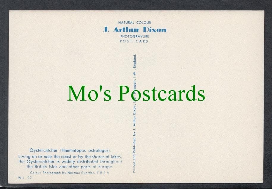 Birds Postcard - Oystercatcher