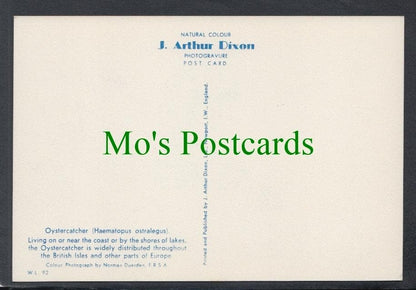 Birds Postcard - Oystercatcher