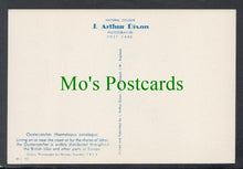 Load image into Gallery viewer, Birds Postcard - Oystercatcher
