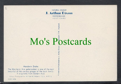Birds Postcard - Mandarin Drake