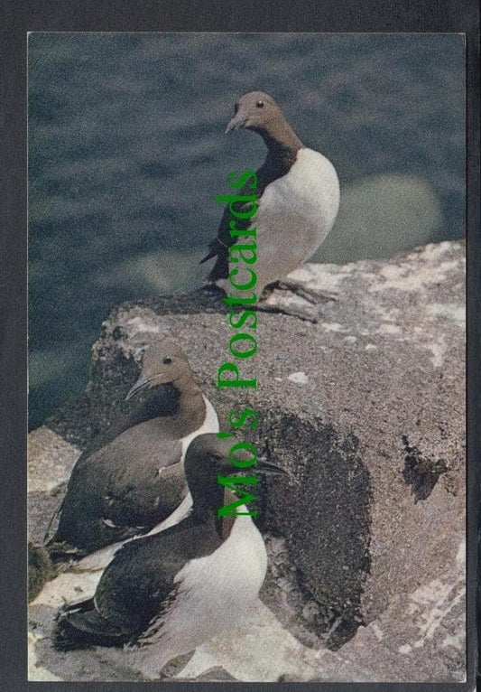 Birds Postcard - Guillemots
