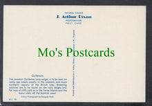 Load image into Gallery viewer, Birds Postcard - Guillemots
