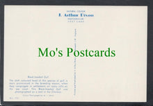 Load image into Gallery viewer, Birds Postcard - Black-Headed Gull
