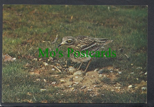 Birds Postcard - Stone Curlew