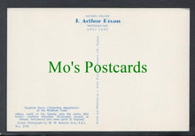 Load image into Gallery viewer, Birds Postcard - Egyptian Goose
