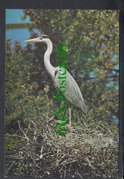 Birds Postcard - Grey Heron (Ardea Cinerea)