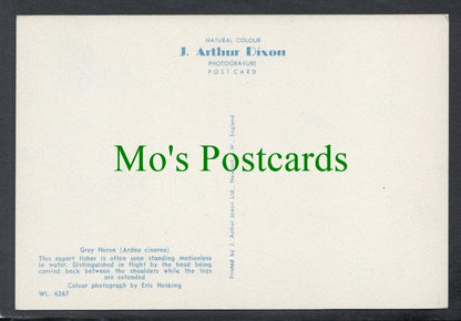 Birds Postcard - Grey Heron (Ardea Cinerea)