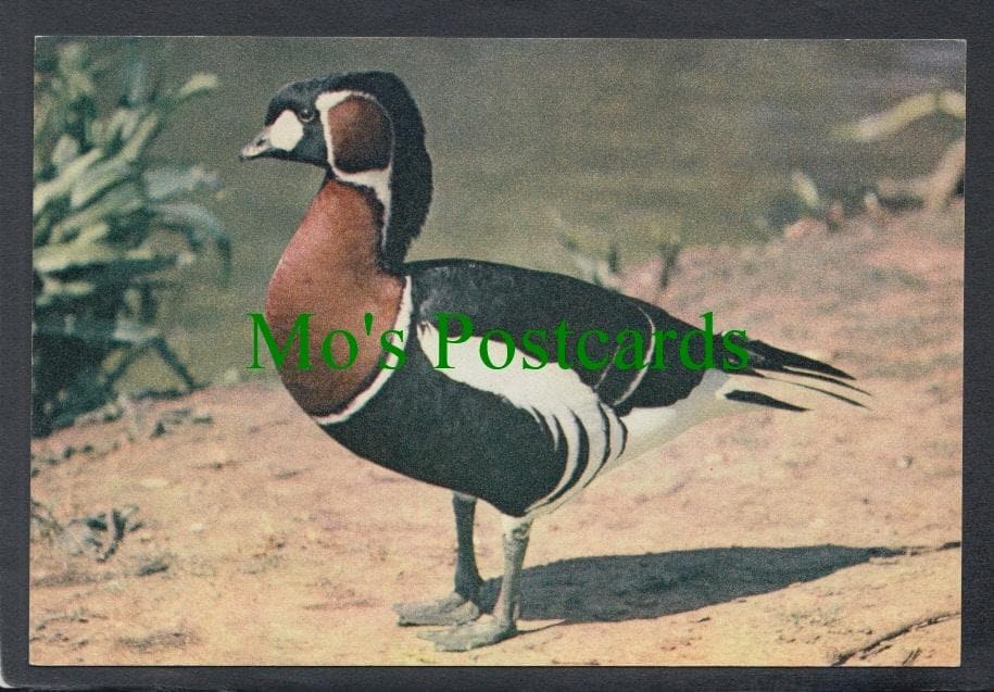 Birds Postcard - Red-Breasted Goose