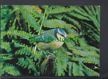 Load image into Gallery viewer, Birds Postcard - Blue Tit (Parus Caeruleus)

