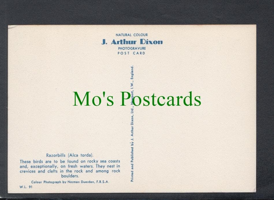 Birds Postcard - Razorbills