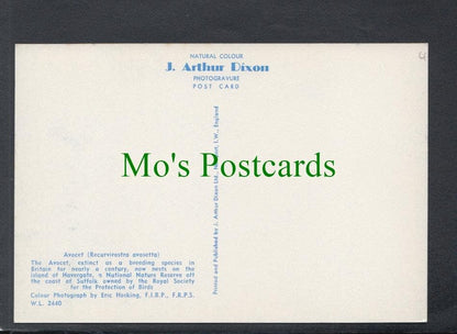 Birds Postcard - The Avocet