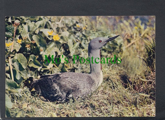 Birds Postcard - Red Throated Diver
