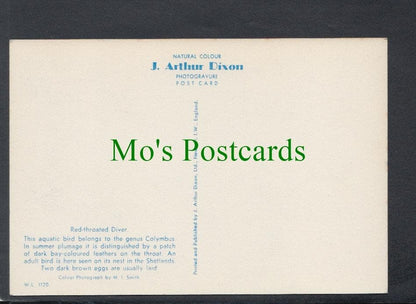 Birds Postcard - Red Throated Diver