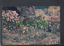 Load image into Gallery viewer, Birds Postcard - European Eider Duck
