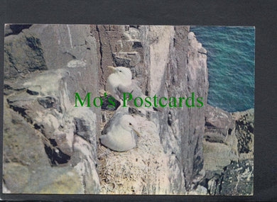 Birds Postcard - Kittiwake