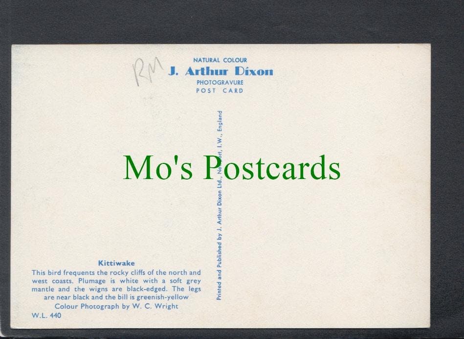 Birds Postcard - Kittiwake