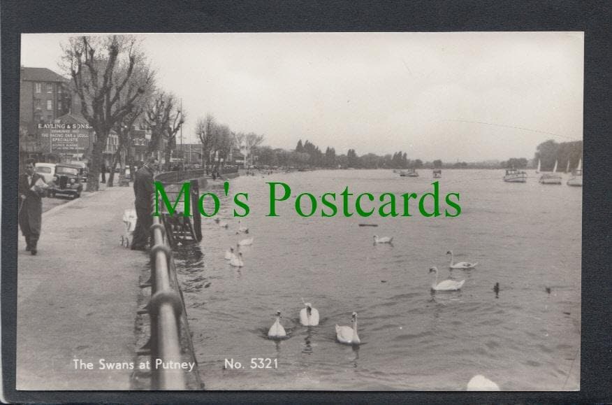 The Swans at Putney, London