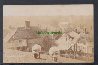 Suffolk Postcard - View of Coddenham Village - Sheep Grazing, 1906 - Mo’s Postcards 