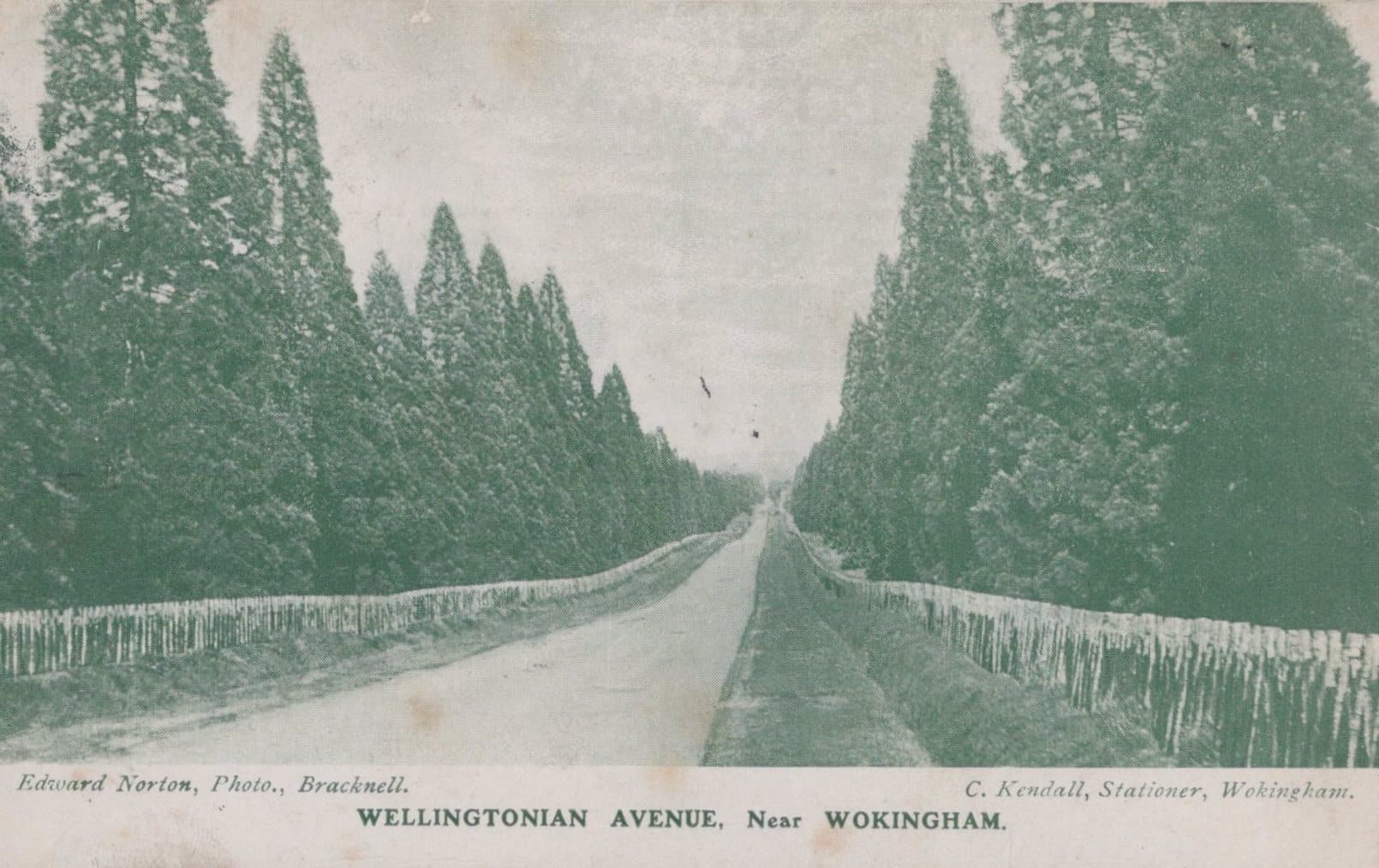 Berkshire Postcard - Wellingtonian Avenue, Near Wokingham, 1907 - Mo’s Postcards 