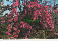 Load image into Gallery viewer, Bougainvillea of Cayman Islands, BWI
